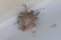 Halyomorpha halys