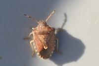 Peribalus strictus