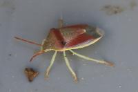 Piezodorus lituratus