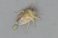 Piezodorus lituratus