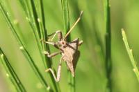 Coreus marginatus