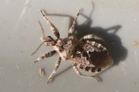 Coranus griseus