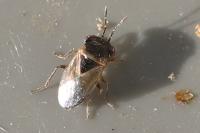 Geocoris megacephalus