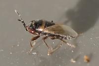 Geocoris megacephalus