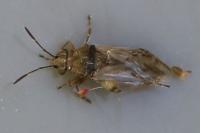 Nysius cymoides