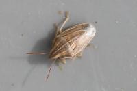 Aelia acuminata