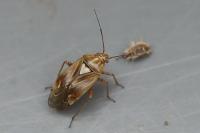 Lygus pratensis