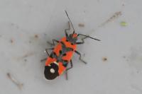 Lygaeus equestris