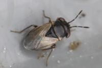 Geocoris megacephalus