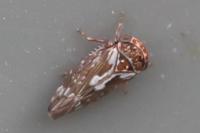Balcanocerus pruni