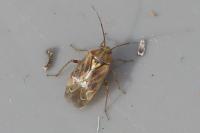 Lygus rugulipennis