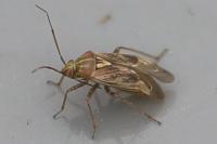 Lygus rugulipennis