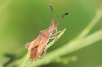 Coriomeris denticulatus