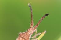 Coriomeris denticulatus