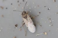 Nysius cymoides