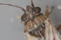 Nysius cymoides