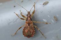 Himacerus mirmicoides
