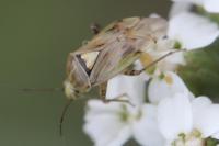 Lygus rugulipennis