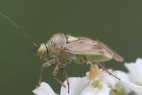 Lygus rugulipennis