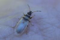 Oxycarenus pallens