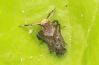 Asiraca clavicornis