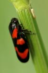 Cercopis vulnerata