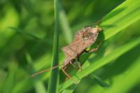 Coreus marginatus