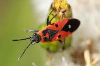Melanocoryphus albomaculatus