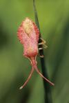 Haploprocta sulcicornis