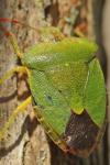 Palomena prasina