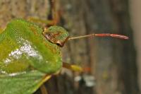 Palomena prasina