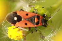 Melanocoryphus albomaculatus