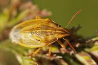 Aelia acuminata