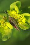 Dolycoris baccarum