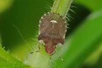 Dyroderes umbraculatus