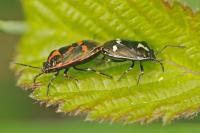 Eurydema oleracea