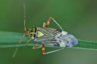 Rhabdomiris striatellus