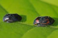 Penthimia nigra