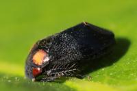 Penthimia nigra