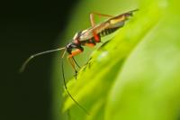 Miris striatus