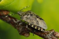 Rhaphigaster nebulosa