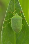 Nezara viridula