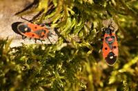 Melanocoryphus albomaculatus