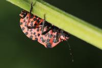 Graphosoma italicum