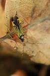 Miris striatus
