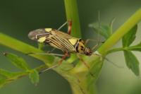 Rhabdomiris striatellus