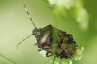 Rhaphigaster nebulosa