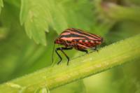 Graphosoma italicum