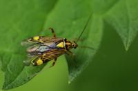 Rhabdomiris striatellus