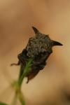 Centrotus cornutus